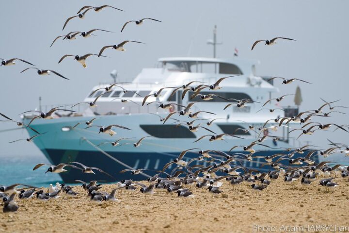 Birds on Kite Safari