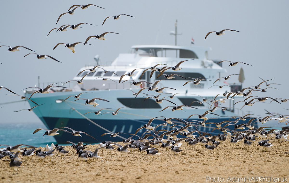 Birds on Kite Safari