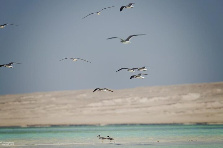 Kite Safari Birds