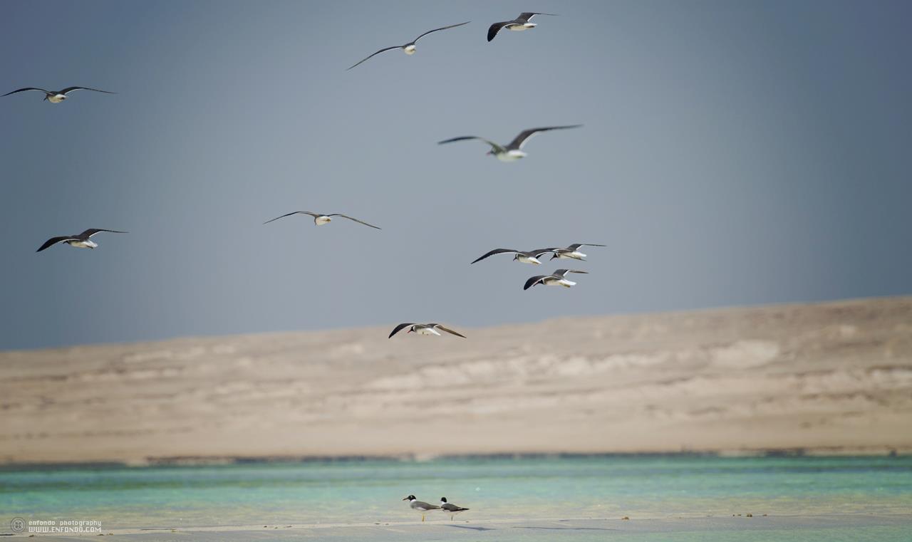 Kite Safari Birds