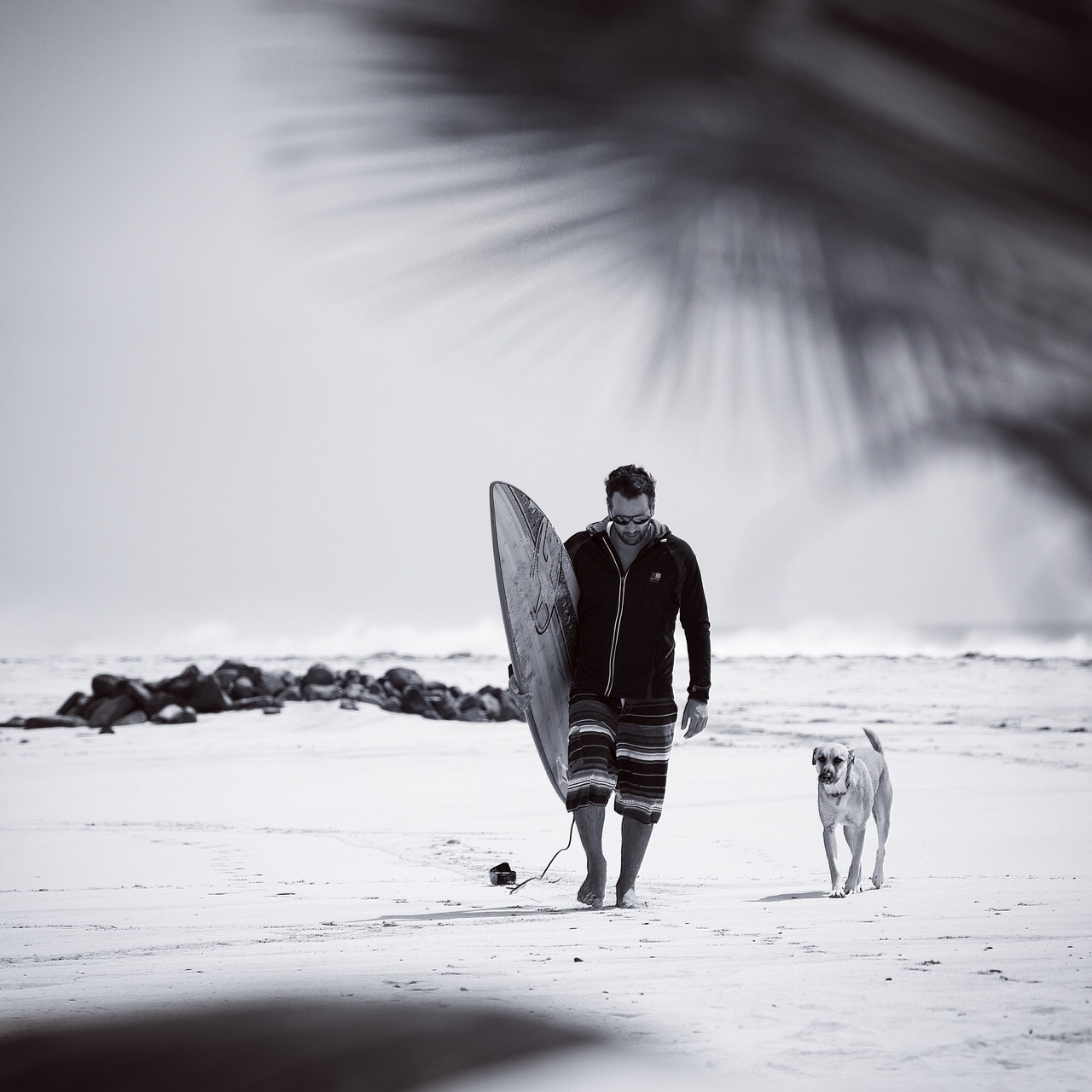 Roberto Primi Sick Dog